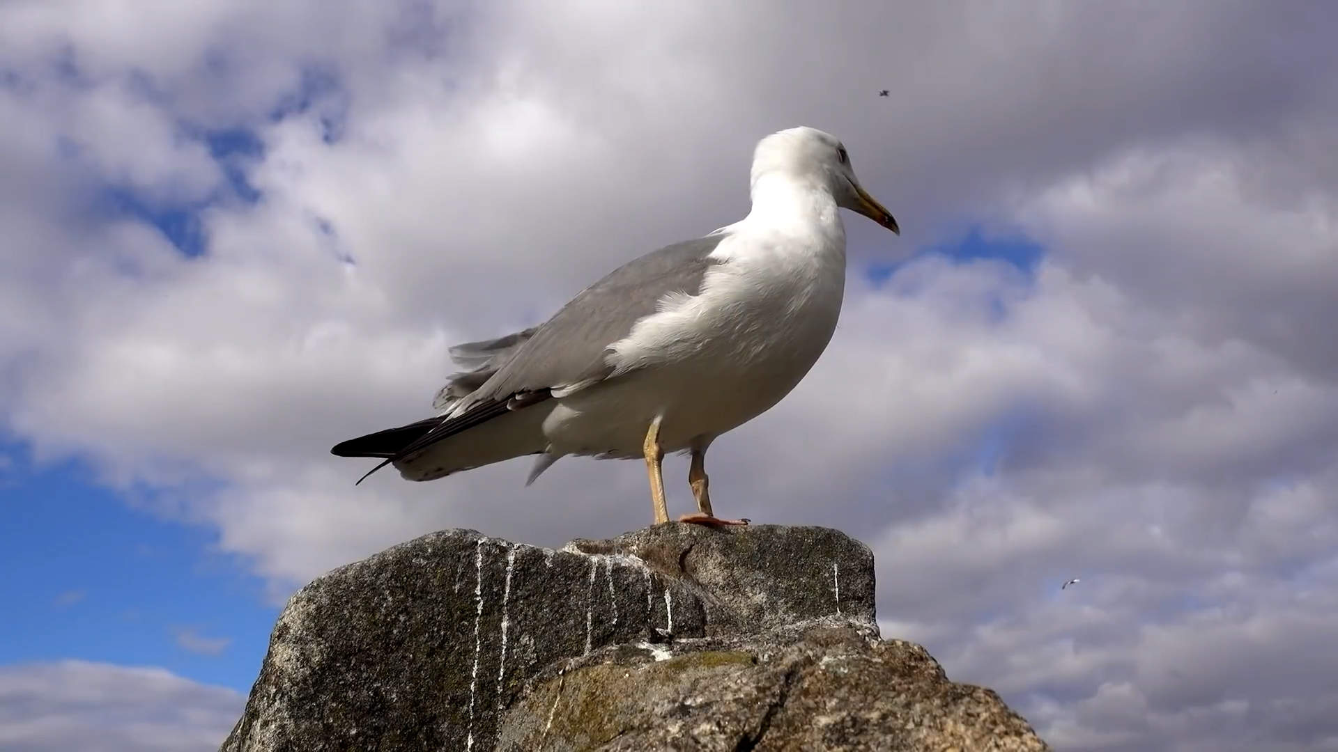 如何快速移除影片中的雜物 - 使用 Content Aware Fill (內容感知填滿)