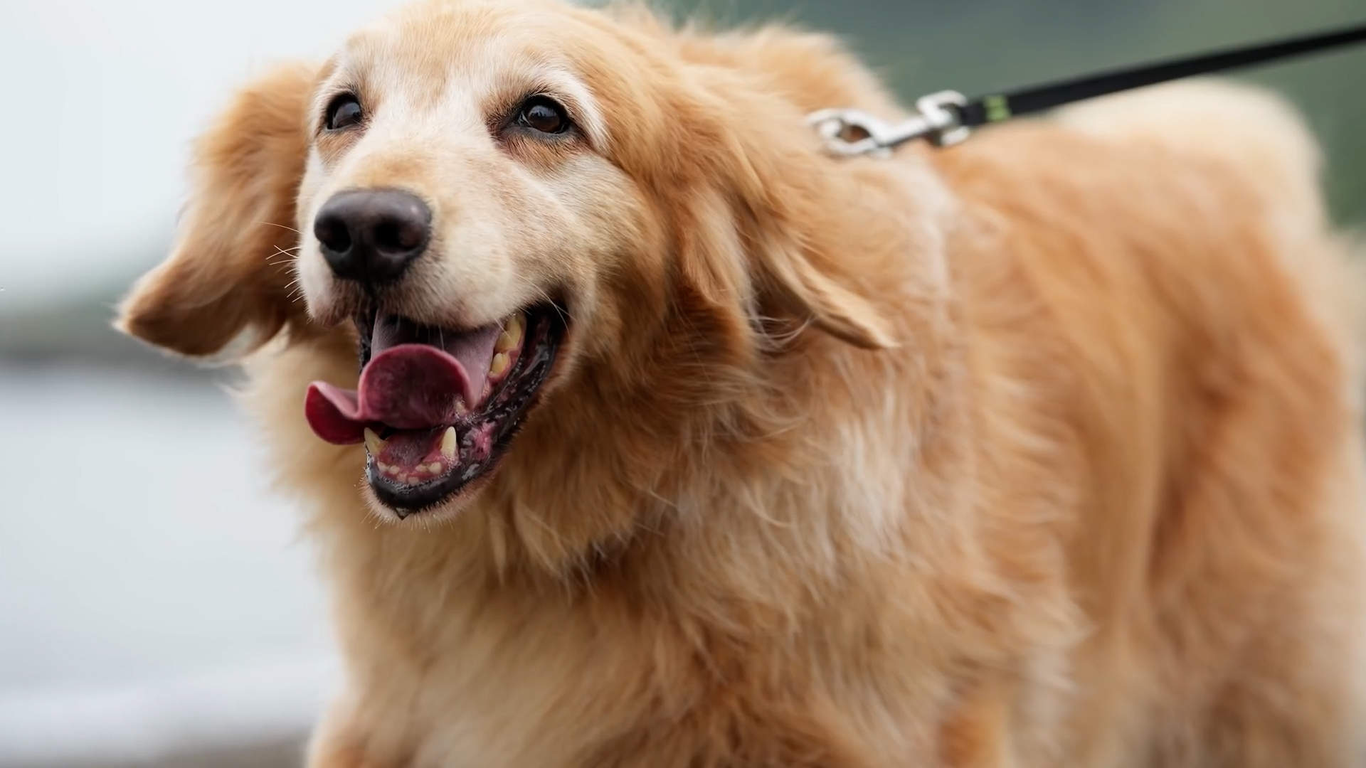 性價比之王 Sony A7IV 實測--3300萬像素/4K60P/側翻屏幕都一應俱全