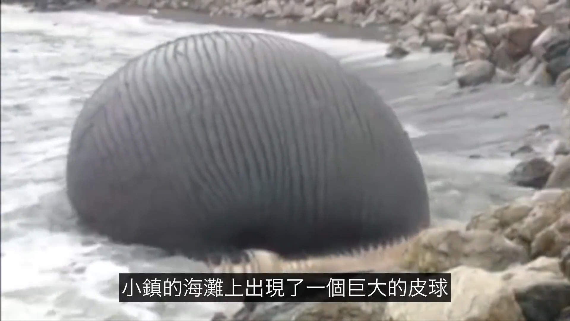 太可怕了！这是一个有味道的帖子，鯨爆：大自然的超级无敌炸彈