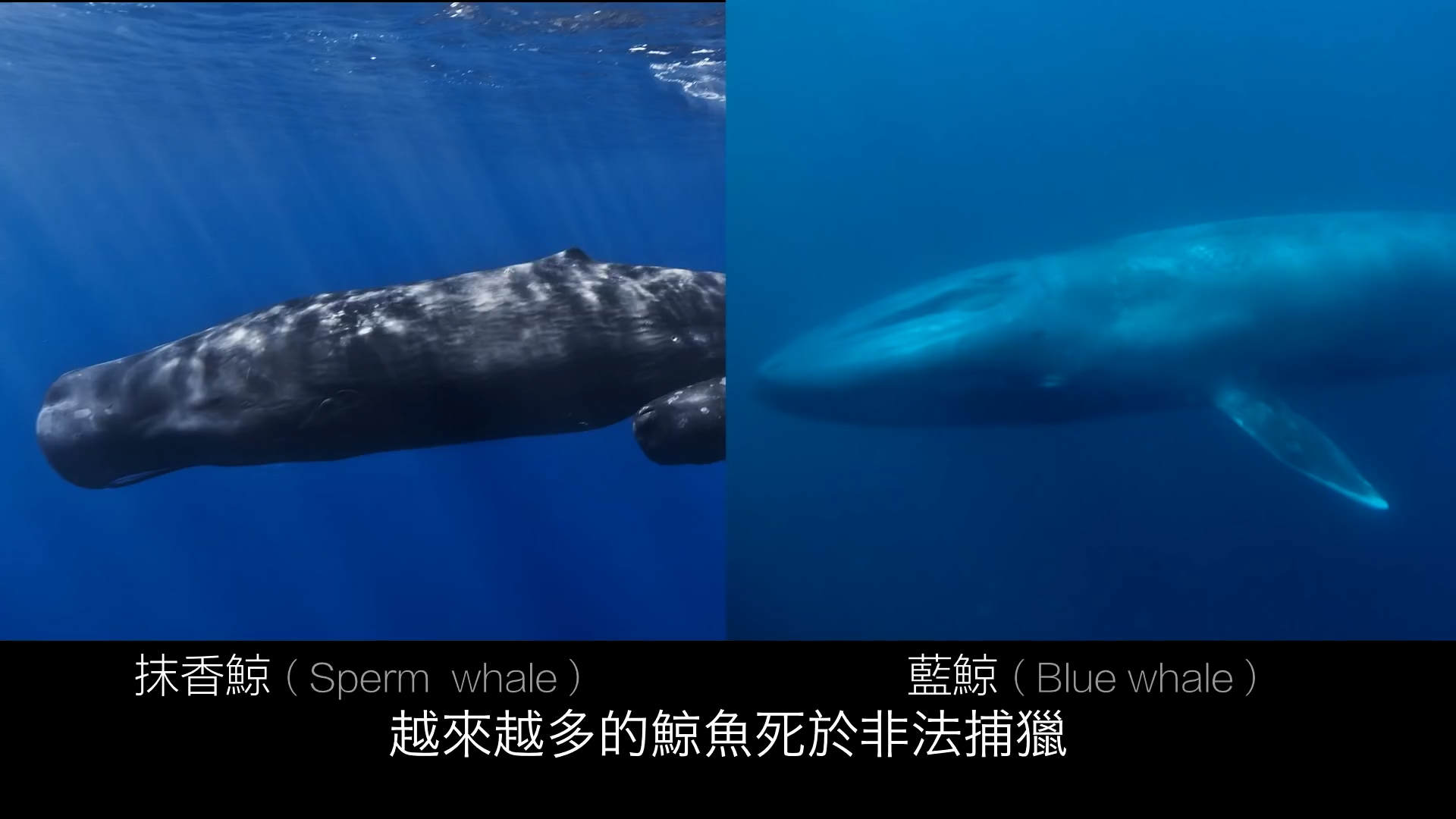 太可怕了！这是一个有味道的帖子，鯨爆：大自然的超级无敌炸彈