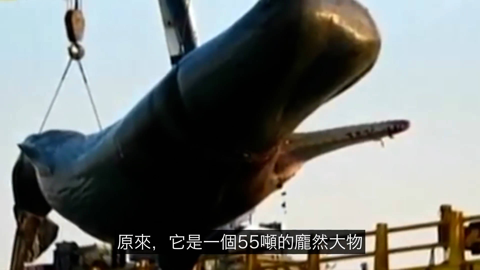 太可怕了！这是一个有味道的帖子，鯨爆：大自然的超级无敌炸彈