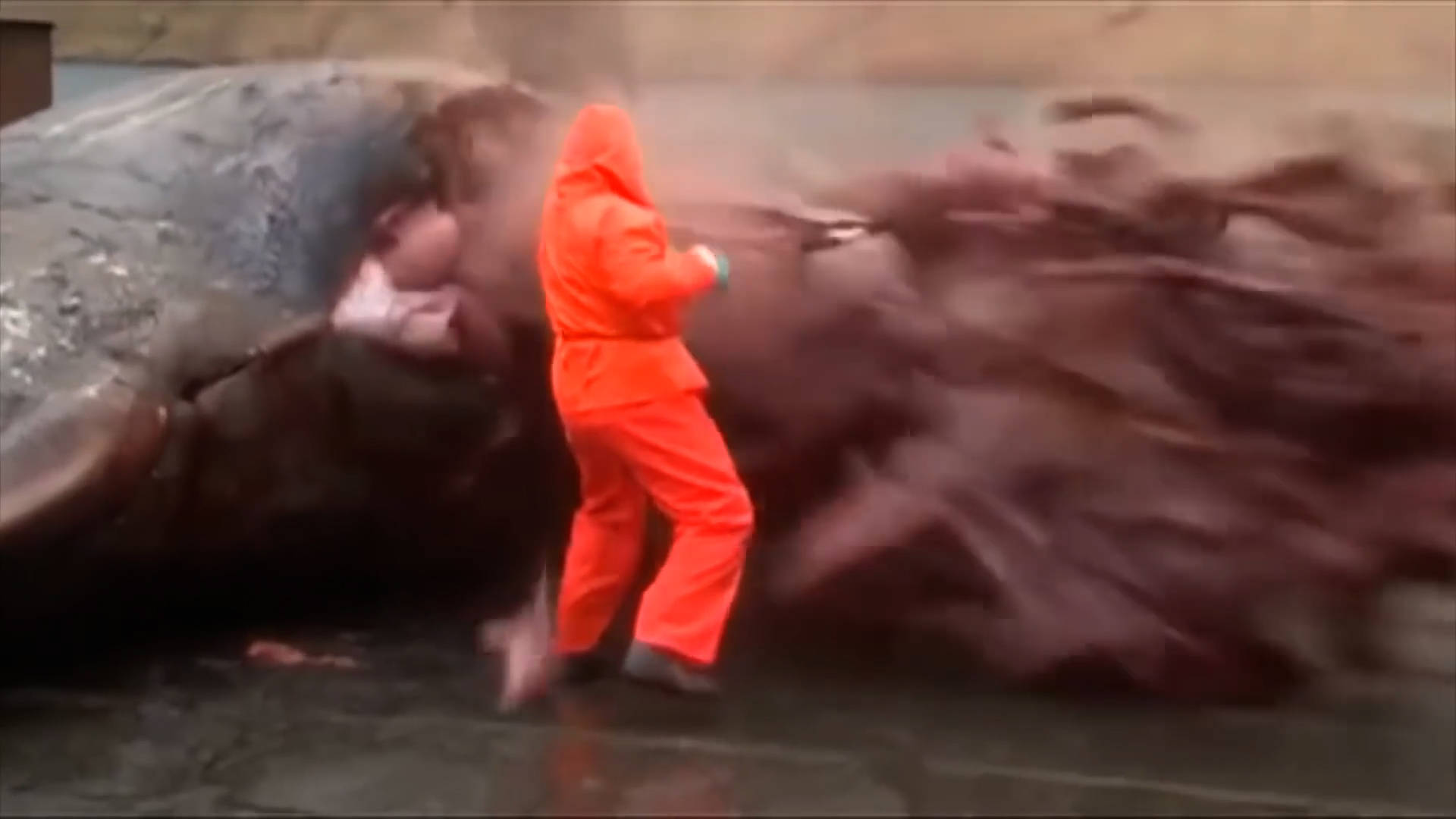 太可怕了！这是一个有味道的帖子，鯨爆：大自然的超级无敌炸彈