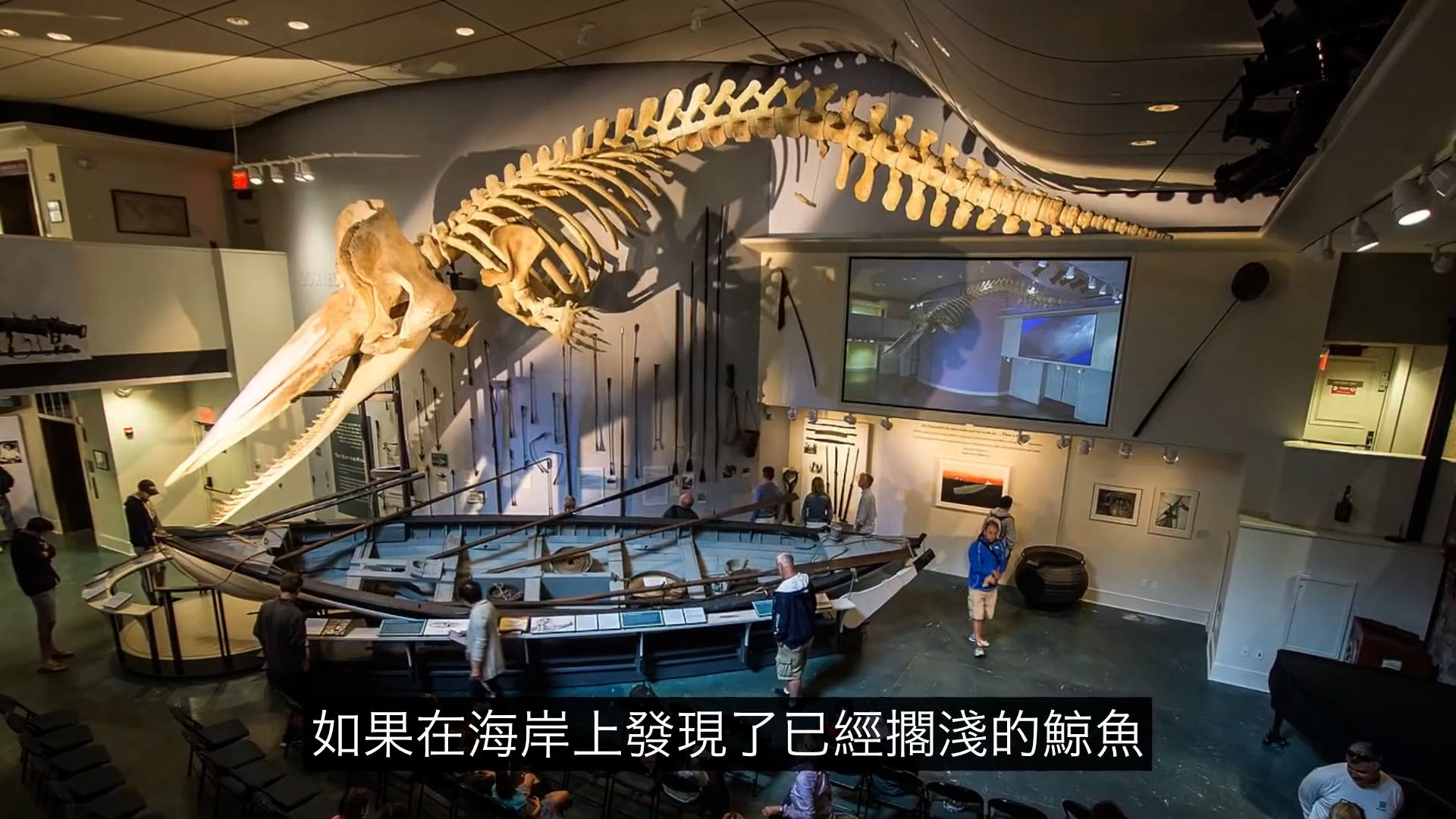 太可怕了！这是一个有味道的帖子，鯨爆：大自然的超级无敌炸彈