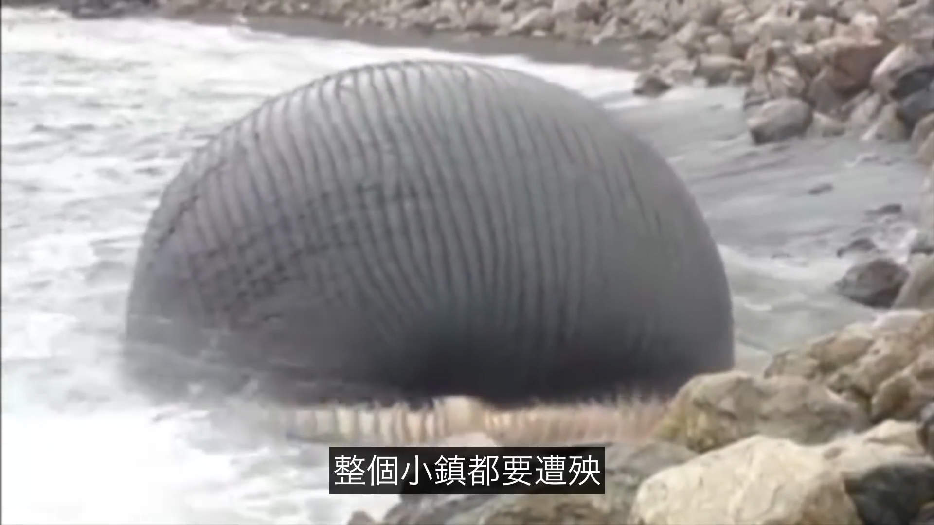 太可怕了！这是一个有味道的帖子，鯨爆：大自然的超级无敌炸彈