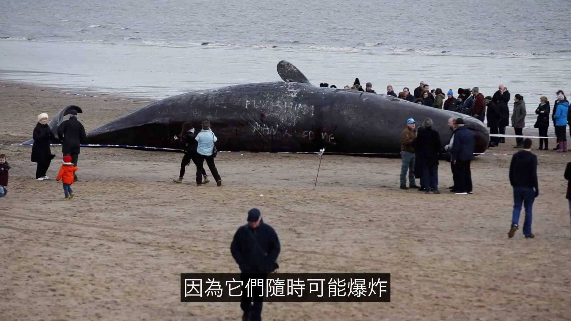太可怕了！这是一个有味道的帖子，鯨爆：大自然的超级无敌炸彈