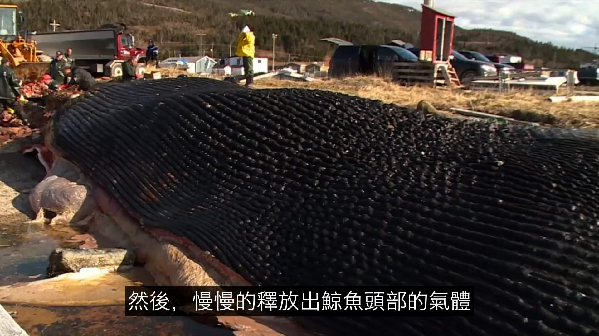 太可怕了！这是一个有味道的帖子，鯨爆：大自然的超级无敌炸彈