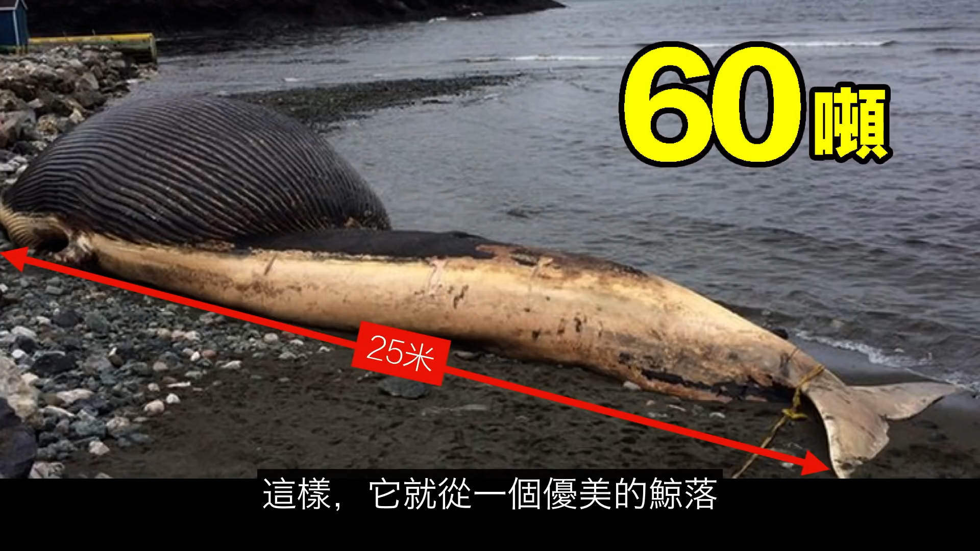 太可怕了！这是一个有味道的帖子，鯨爆：大自然的超级无敌炸彈