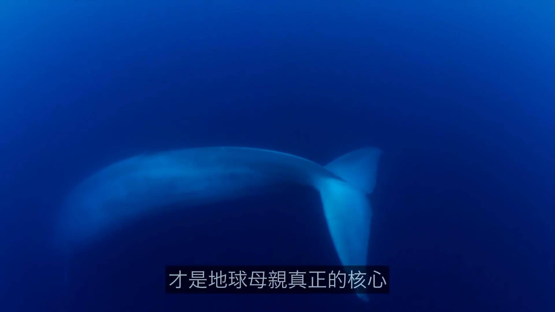 太可怕了！这是一个有味道的帖子，鯨爆：大自然的超级无敌炸彈