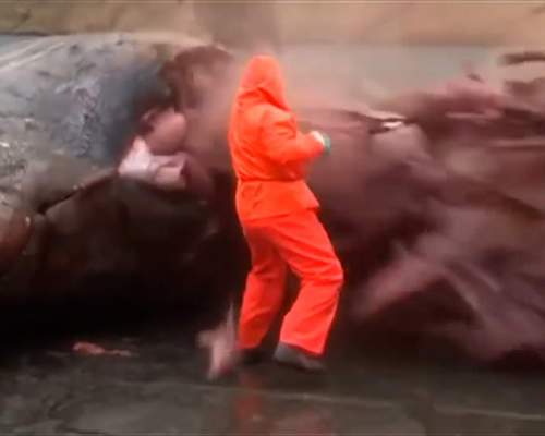 太可怕了！这是一个有味道的帖子，鯨爆：大自然的超级无敌炸彈