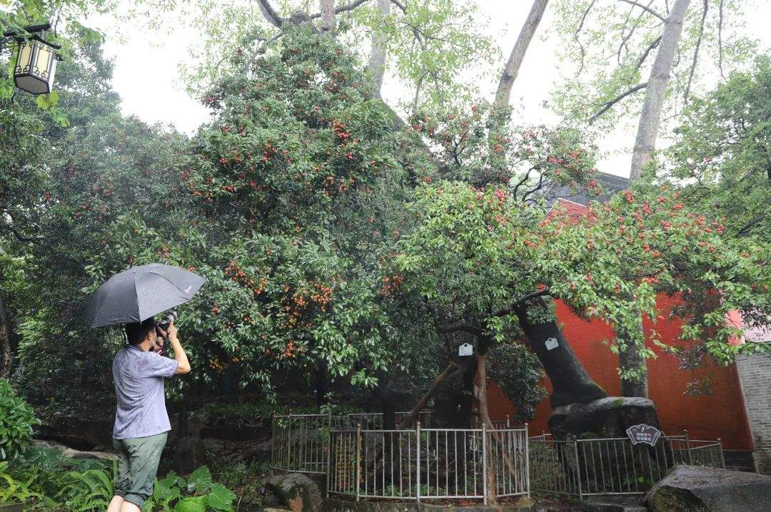 黄埔荔枝节今日开幕!专业VR直播加持~~火红的荔枝颗颗饱满啊!大家速速来围观!!