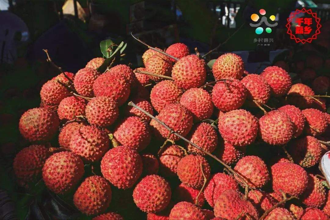 黄埔荔枝节今日开幕!专业VR直播加持~~火红的荔枝颗颗饱满啊!大家速速来围观!!